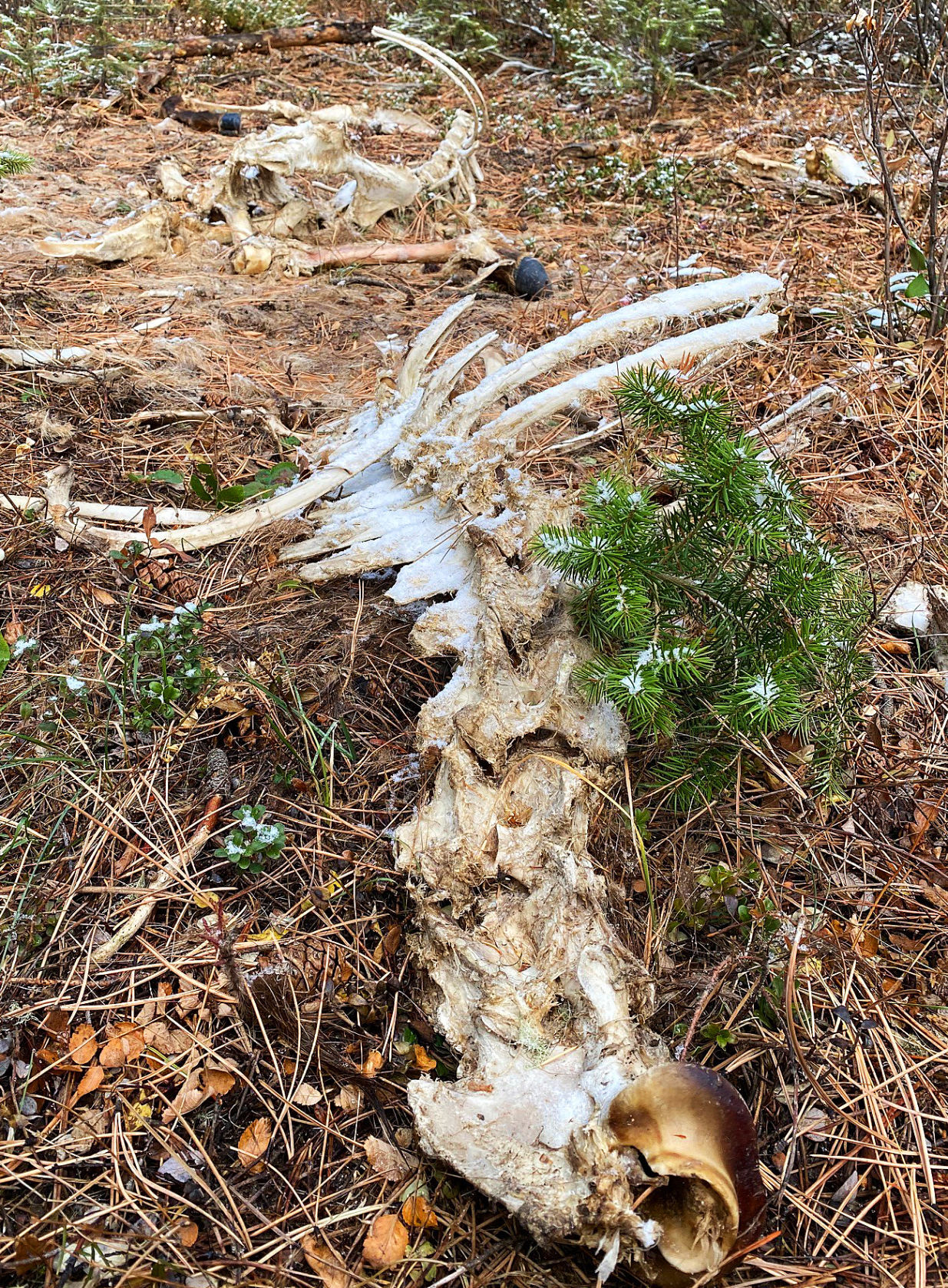 Bones